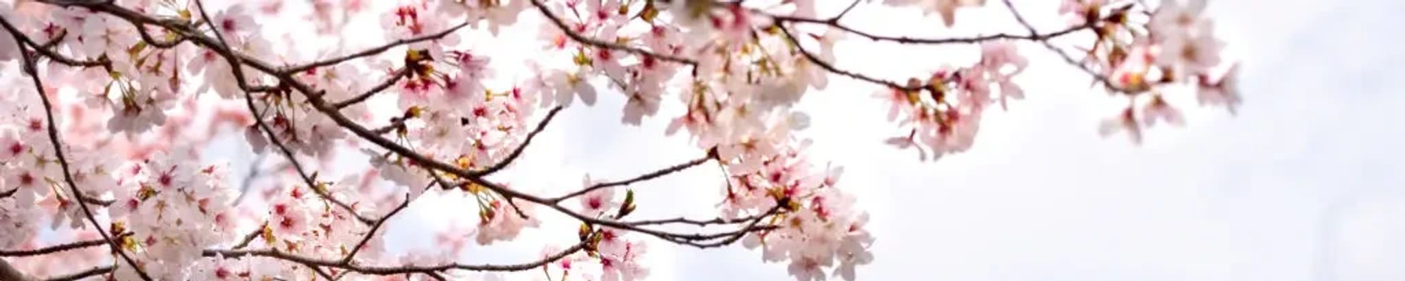 Cover for Rachael Ann Francis's Obituary