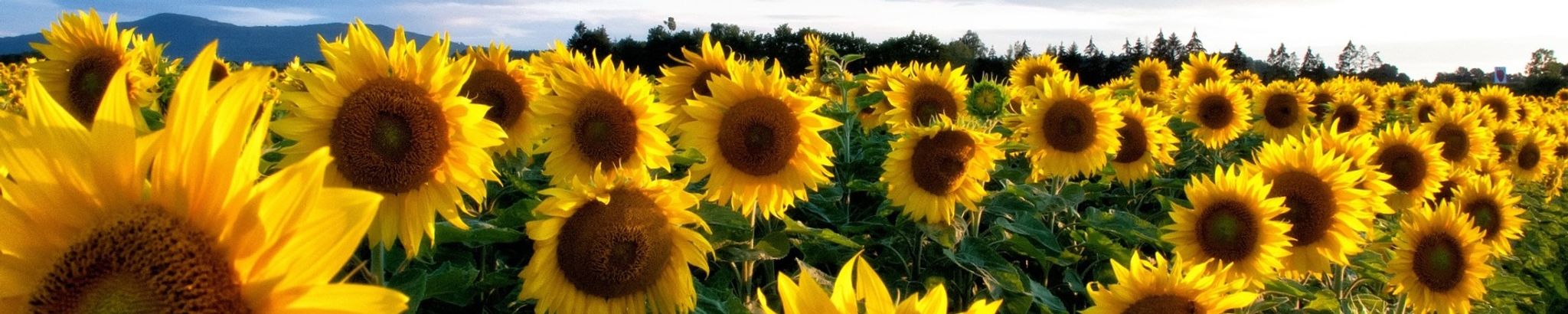 Cover for Melinda Sue England's Obituary