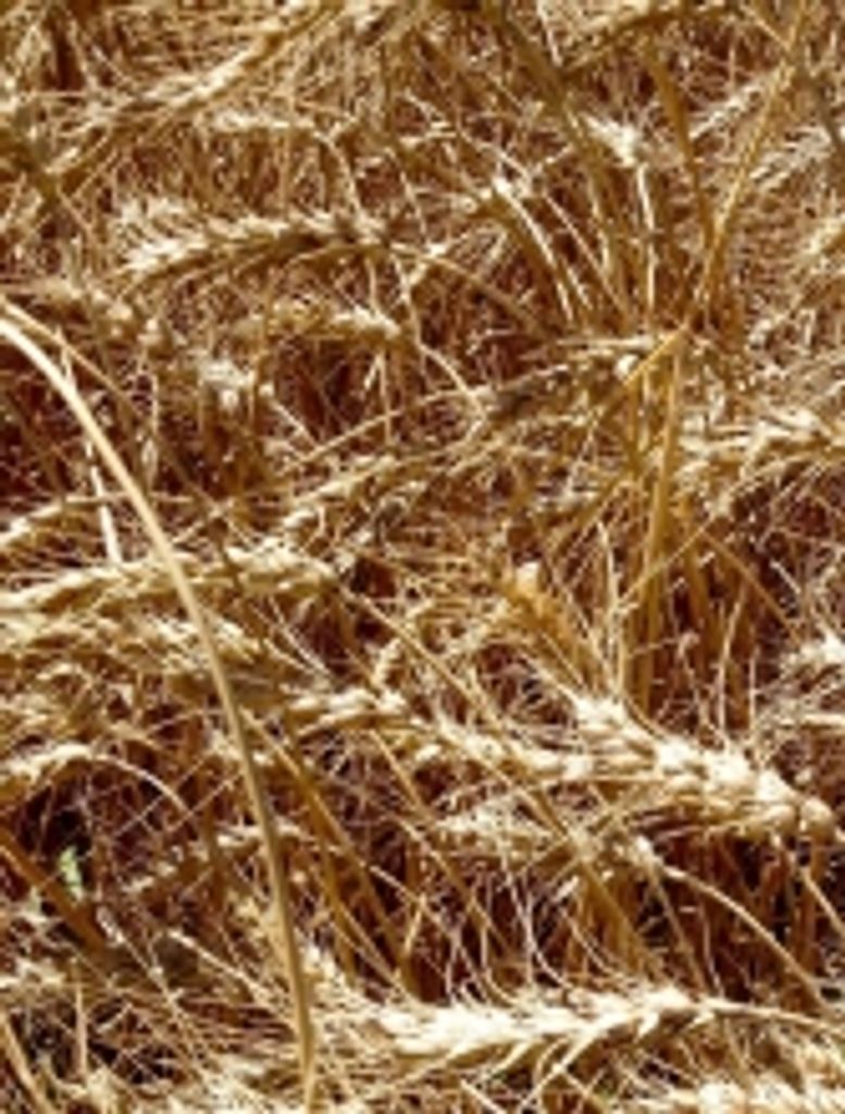 Ervie Reimer Toews Profile Photo