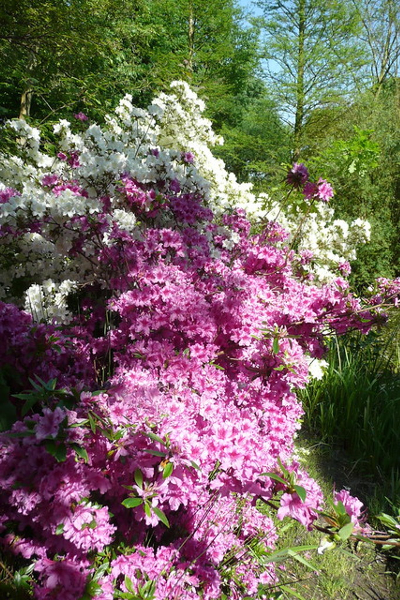 Cover photo for Joyce E. Ashwood's Obituary