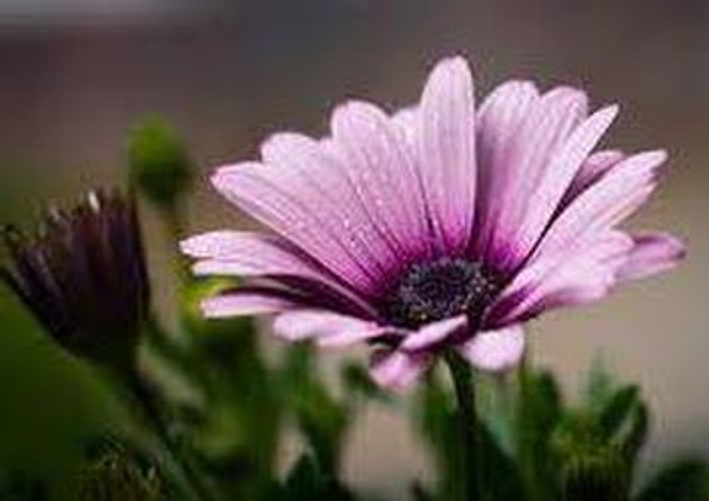 Florence M. Menczynska