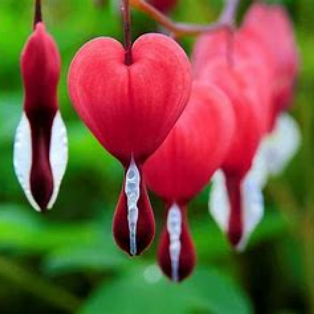 Susan Deffebach Hufford Profile Photo