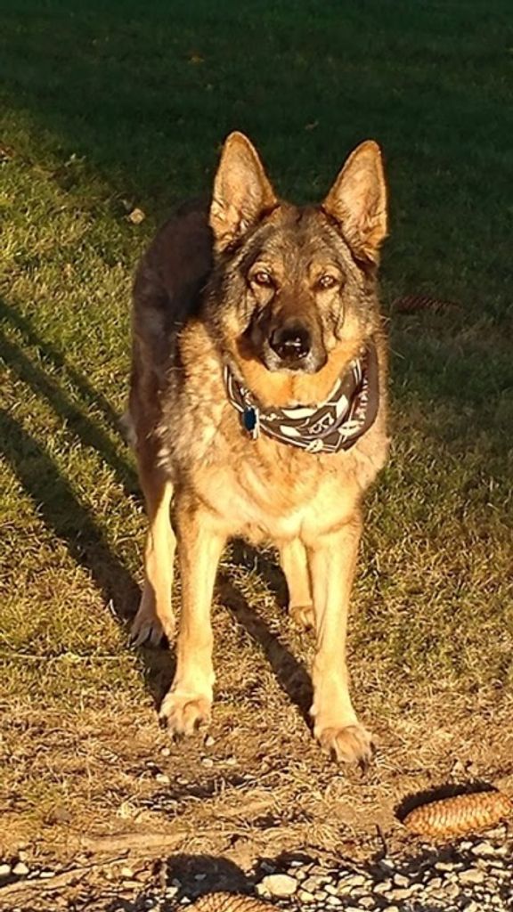 KyCzar Susse' DeWalt Profile Photo