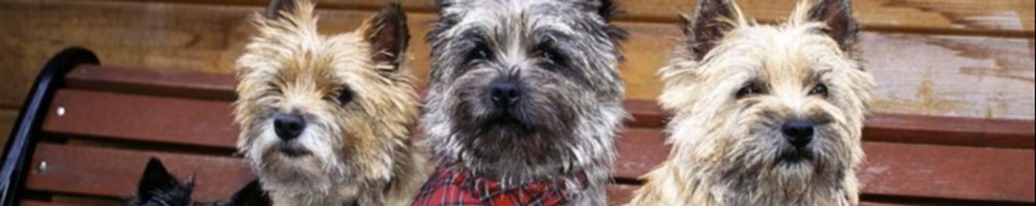 Cover for Melody Harper Motes's Obituary