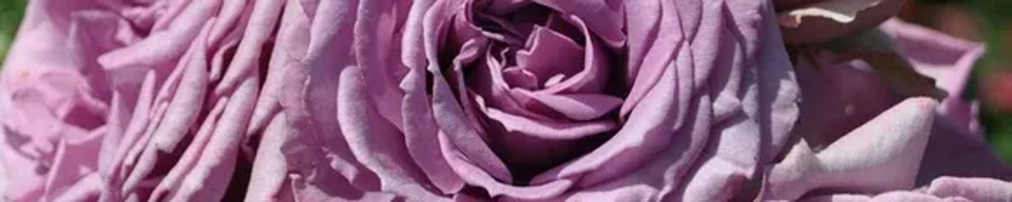 Cover for Joann Beth Nance's Obituary
