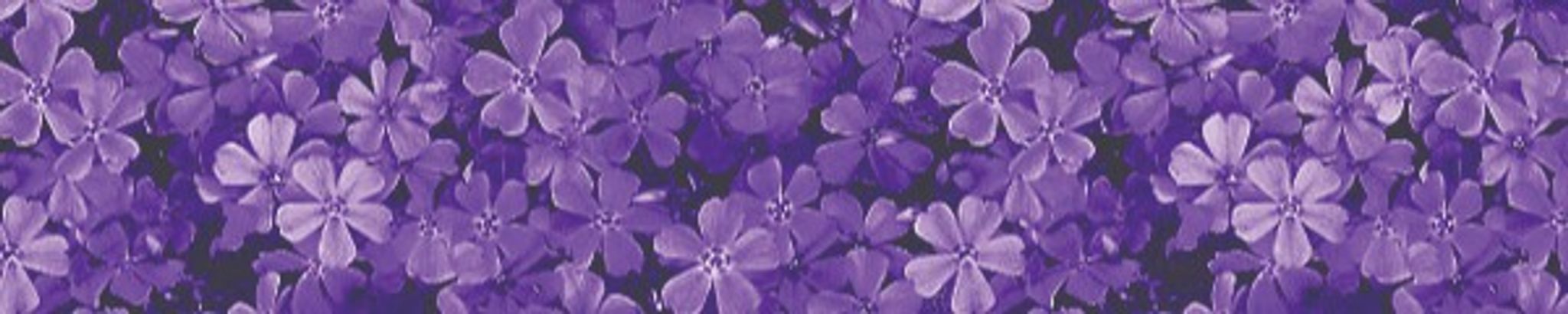 Cover for Kayla Rose Huff's Obituary