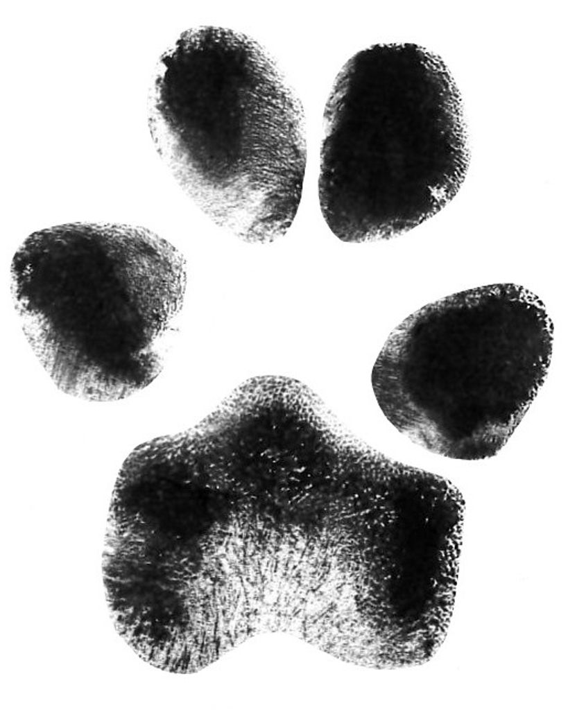 Chaka Eddleman Profile Photo