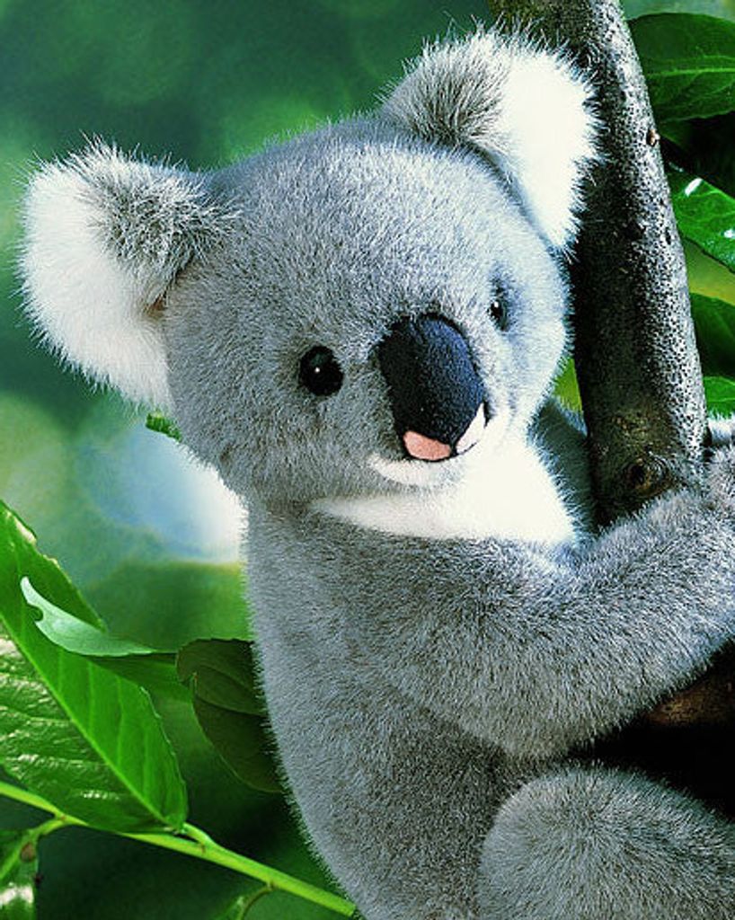 Koa Bear Galloway Profile Photo