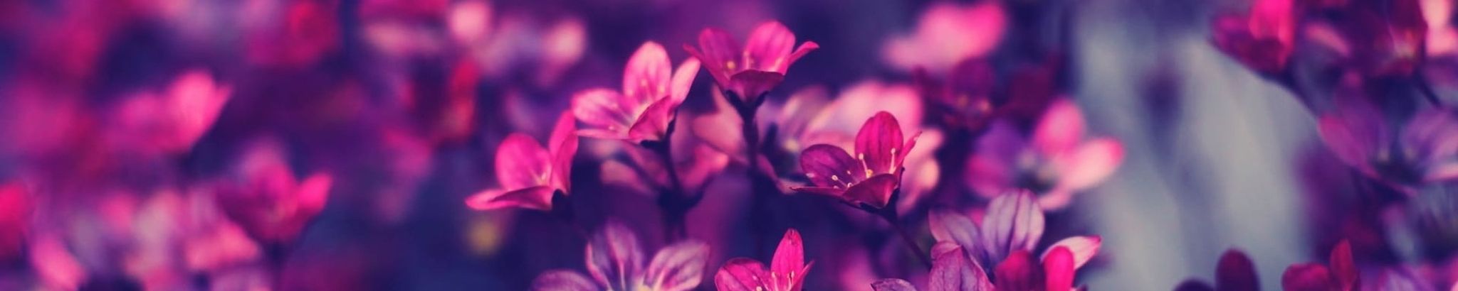 Cover for Cindy A. Tucker's Obituary