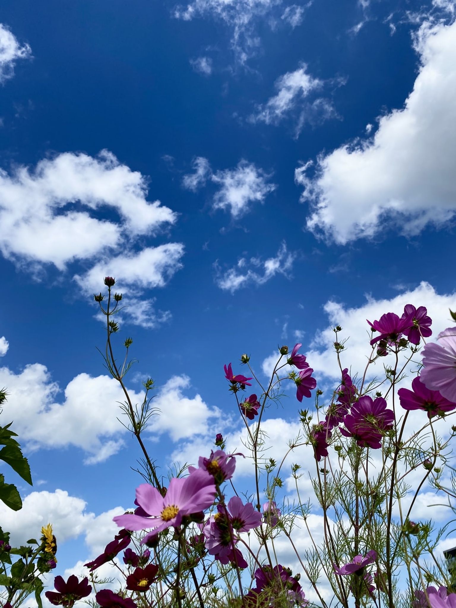 Cover photo for Phyllis Ferrier's Obituary