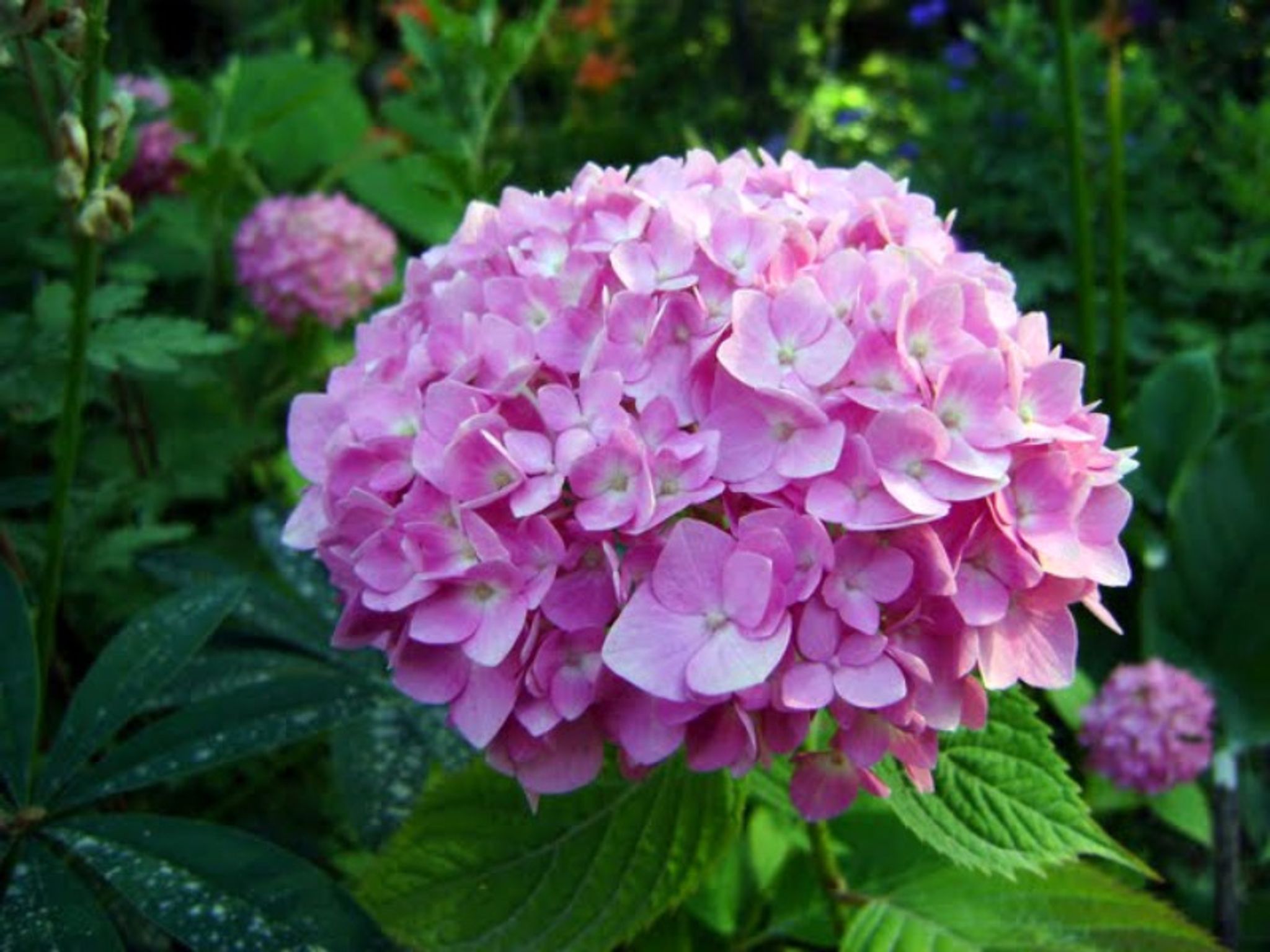 Cover photo for Virginia Elizabeth Livingston's Obituary