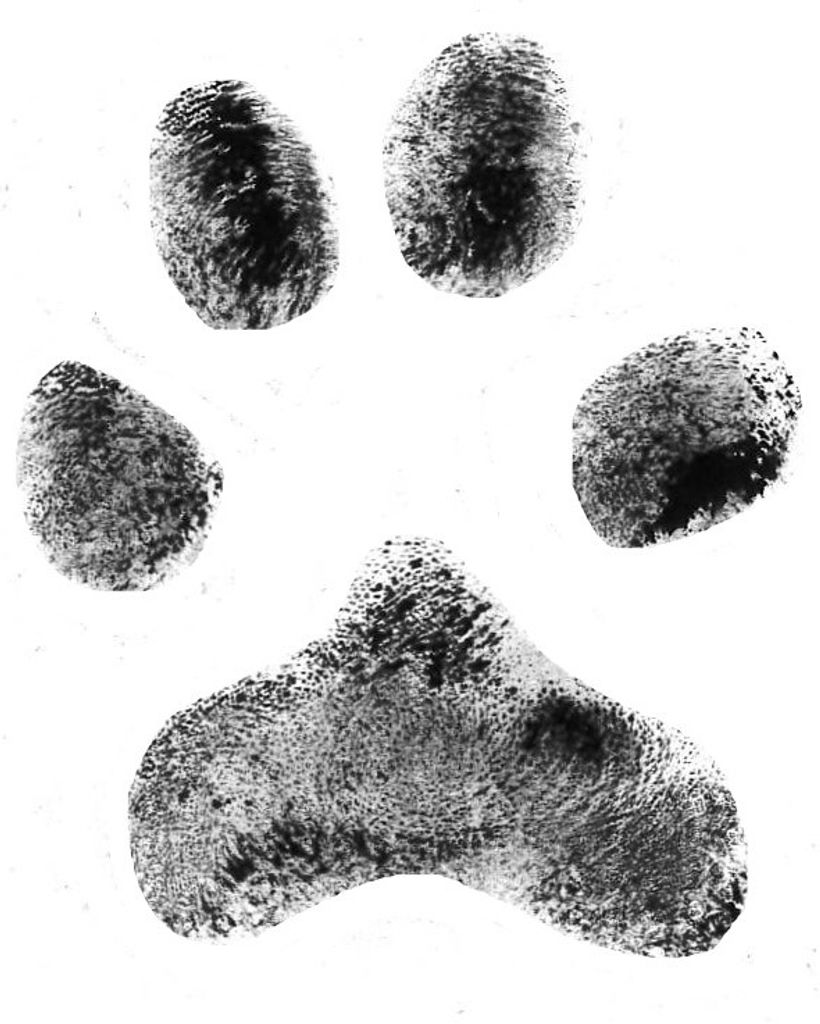 Kodiac Cobb Profile Photo