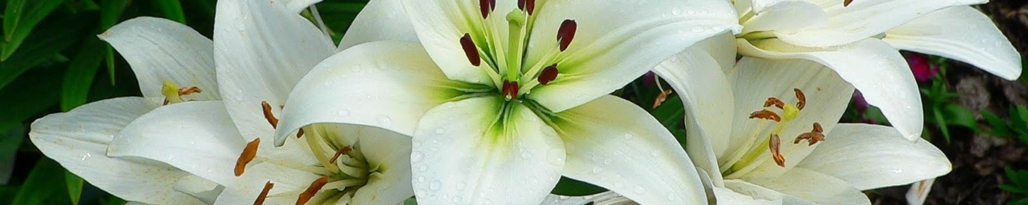 Cover photo for Jessica Dawn Woods Waggoner's Obituary