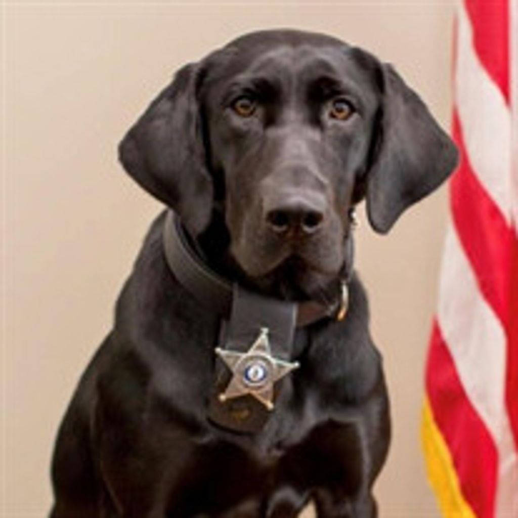 K9 Deputy Cara Profile Photo