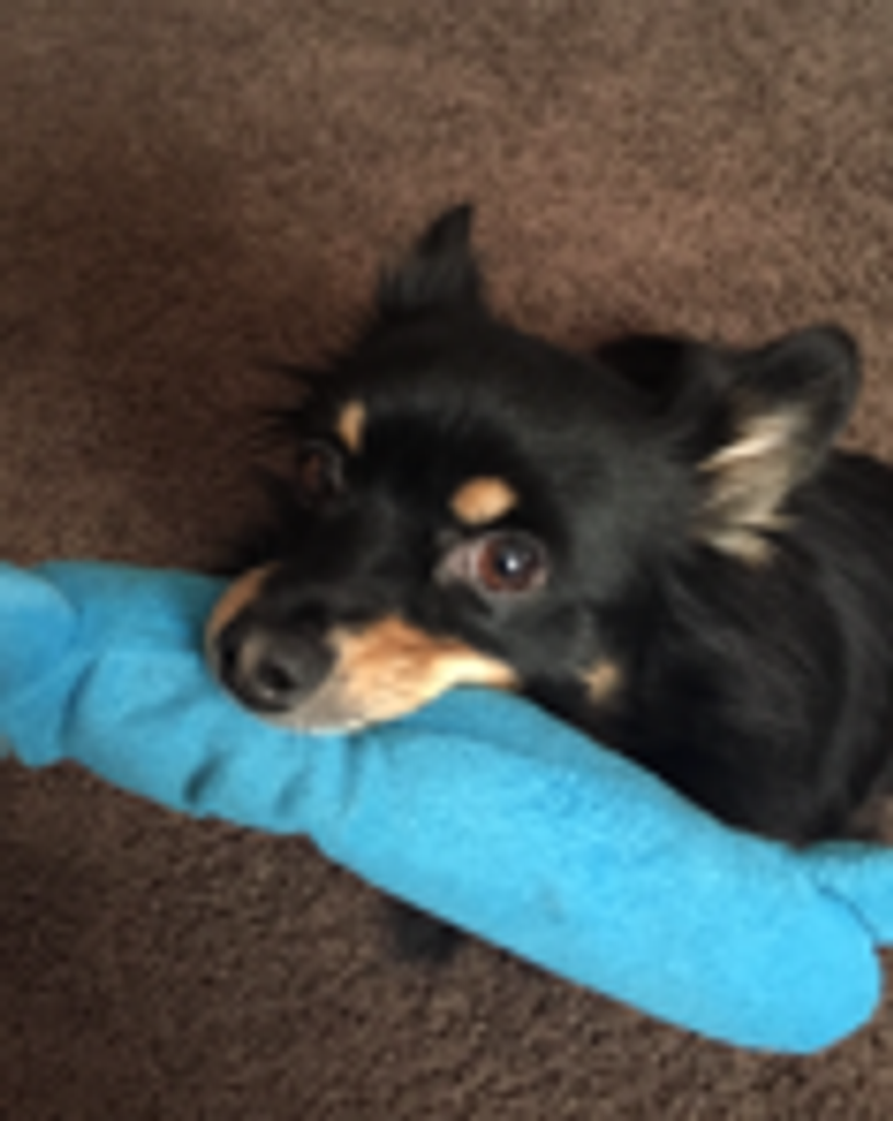 Puto Spicer Profile Photo
