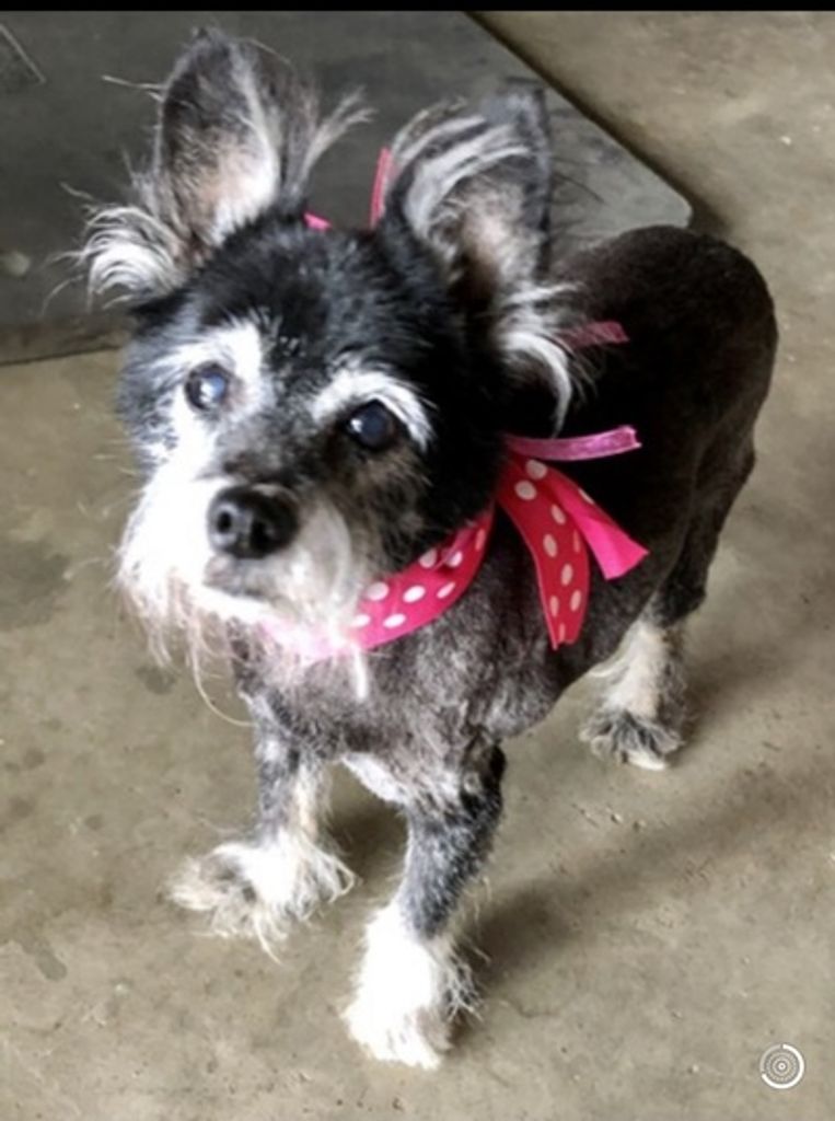 Gizmo Penelope Winters Profile Photo