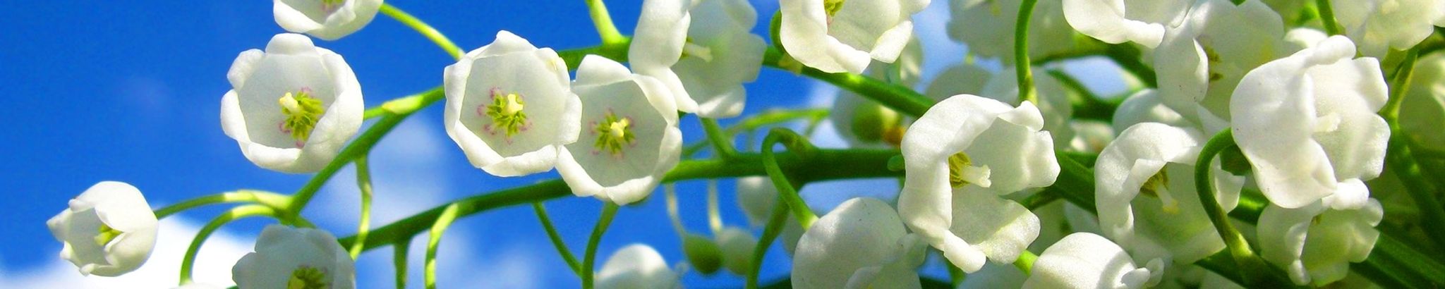 Cover photo for Alethea (Letha) Marie McNeely's Obituary
