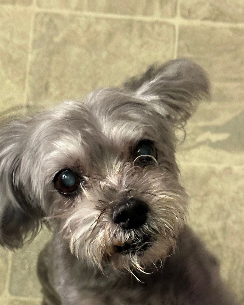 Scrappy Doo