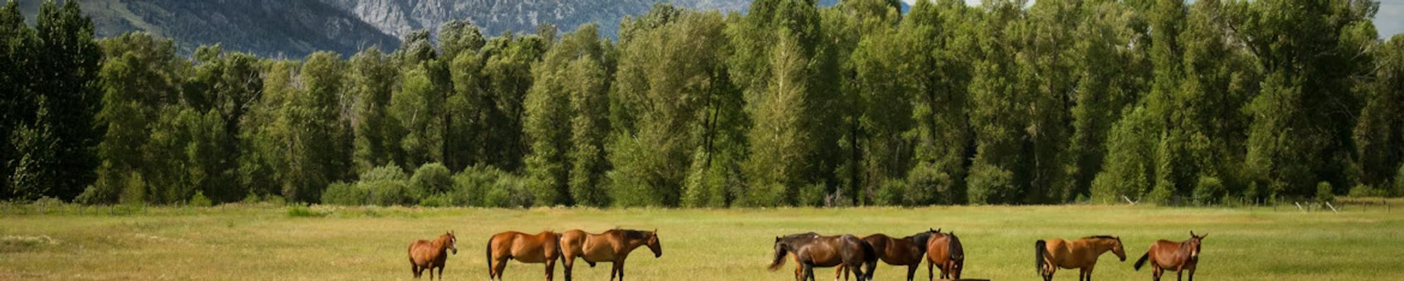Cover for Carolyn Marcine Jenson's Obituary