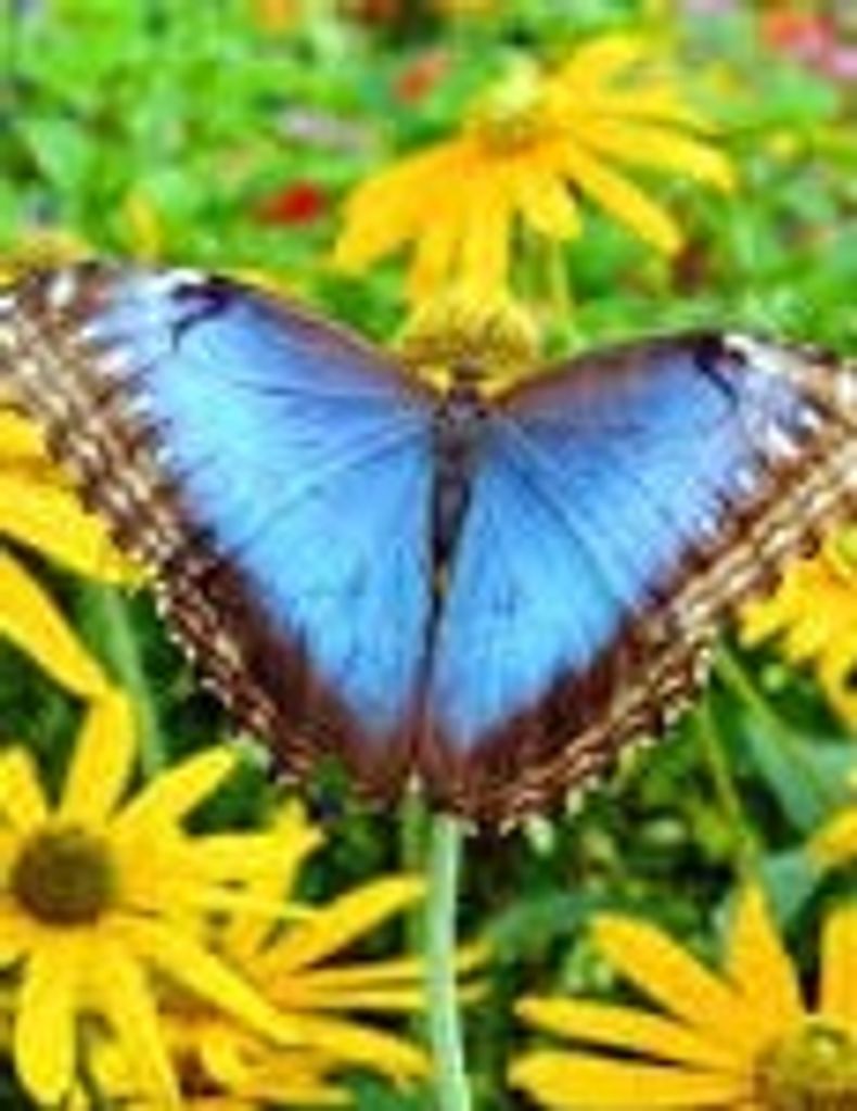 Jeanette Adele (Fairse)  Gard