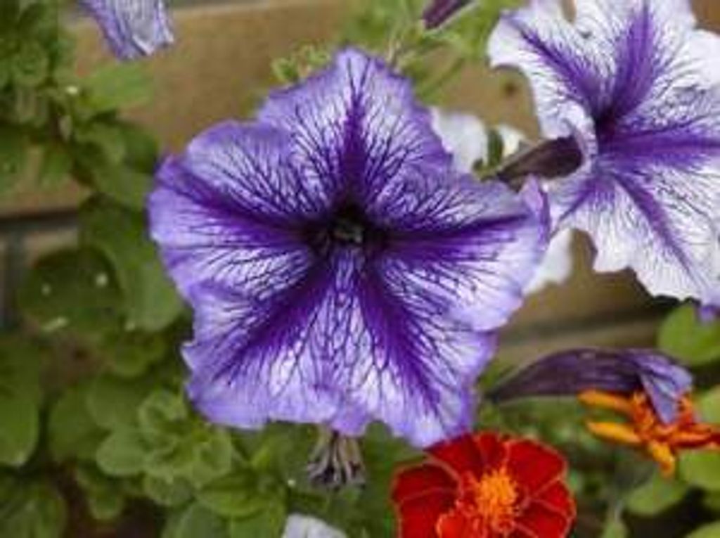 Jill Kay Herold Profile Photo