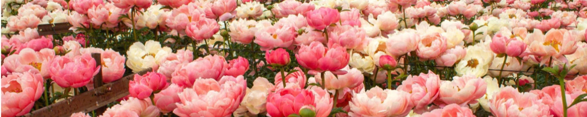 Cover for Ethel Terrebonne Lirette's Obituary