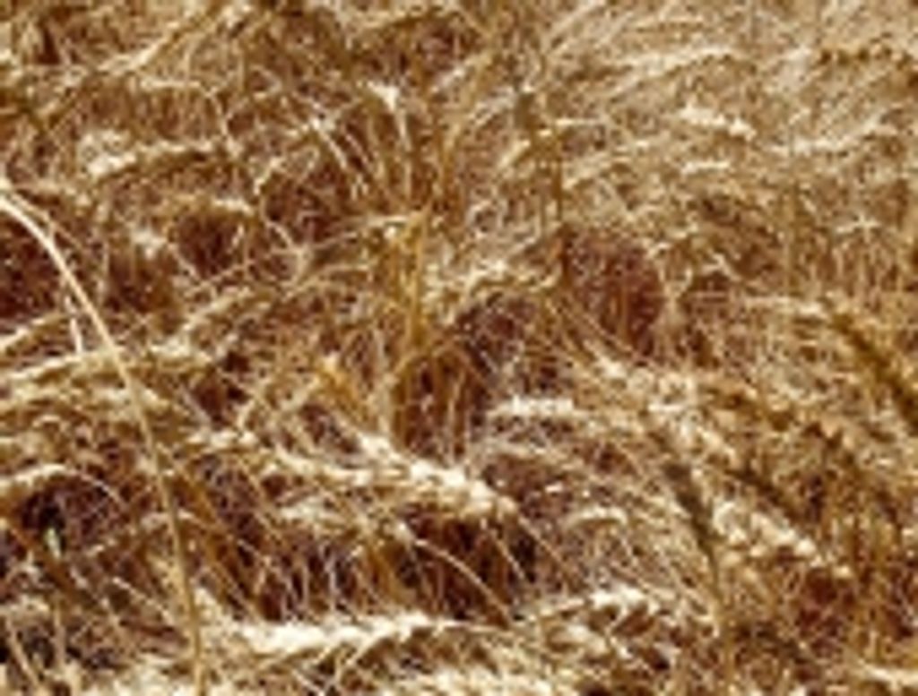 Leonard Loewen Profile Photo