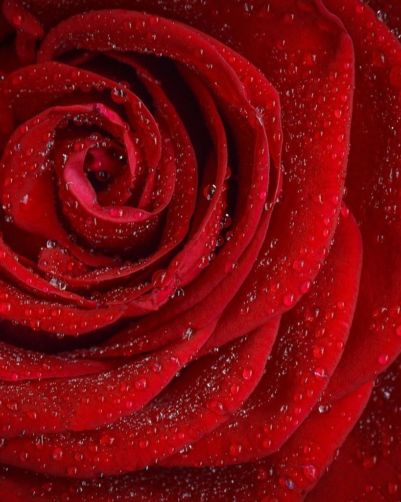 Carol Susanne Kettlewell