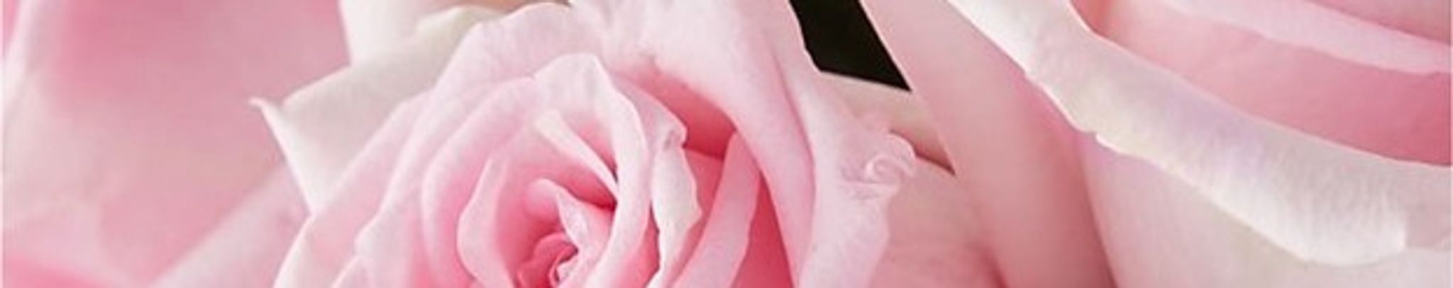 Cover for Maria Nudo's Obituary