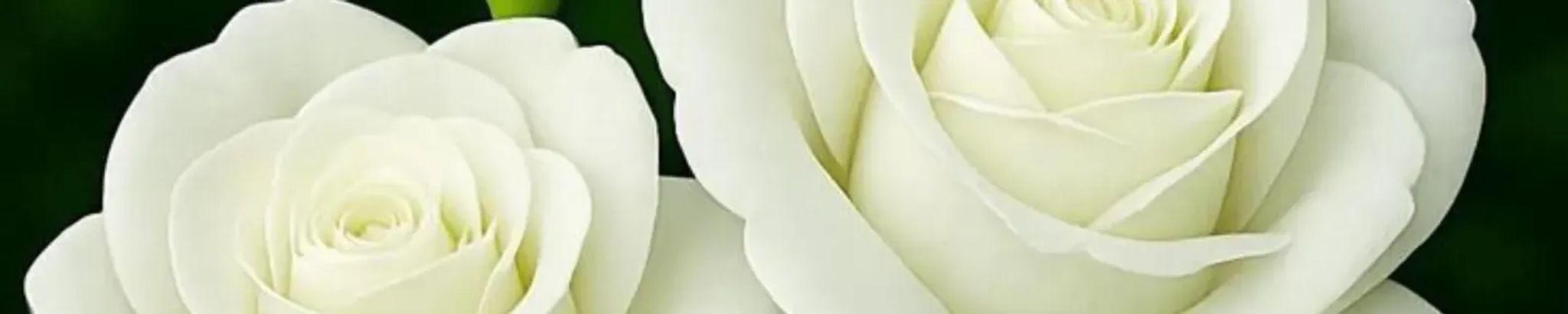 Cover for Brenda Fay McClellan's Obituary