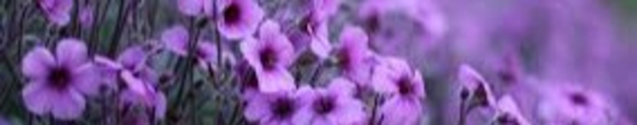 Cover photo for Patricia Cunningham's Obituary