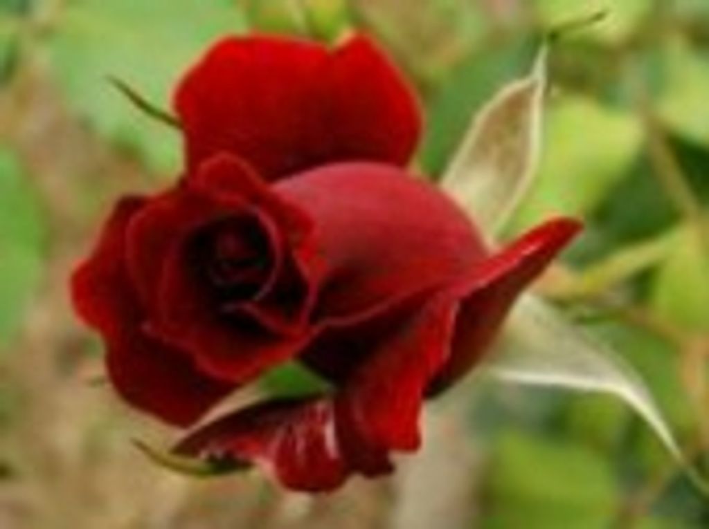 Donna Coryell Jacobs