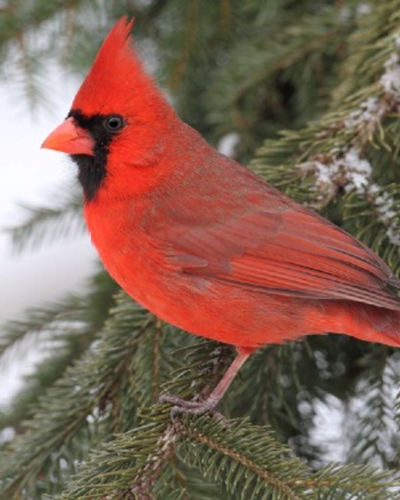 Darlene E. Zink Profile Photo