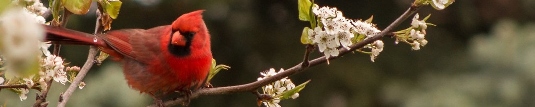 Cover for Marie A. Fenton's Obituary