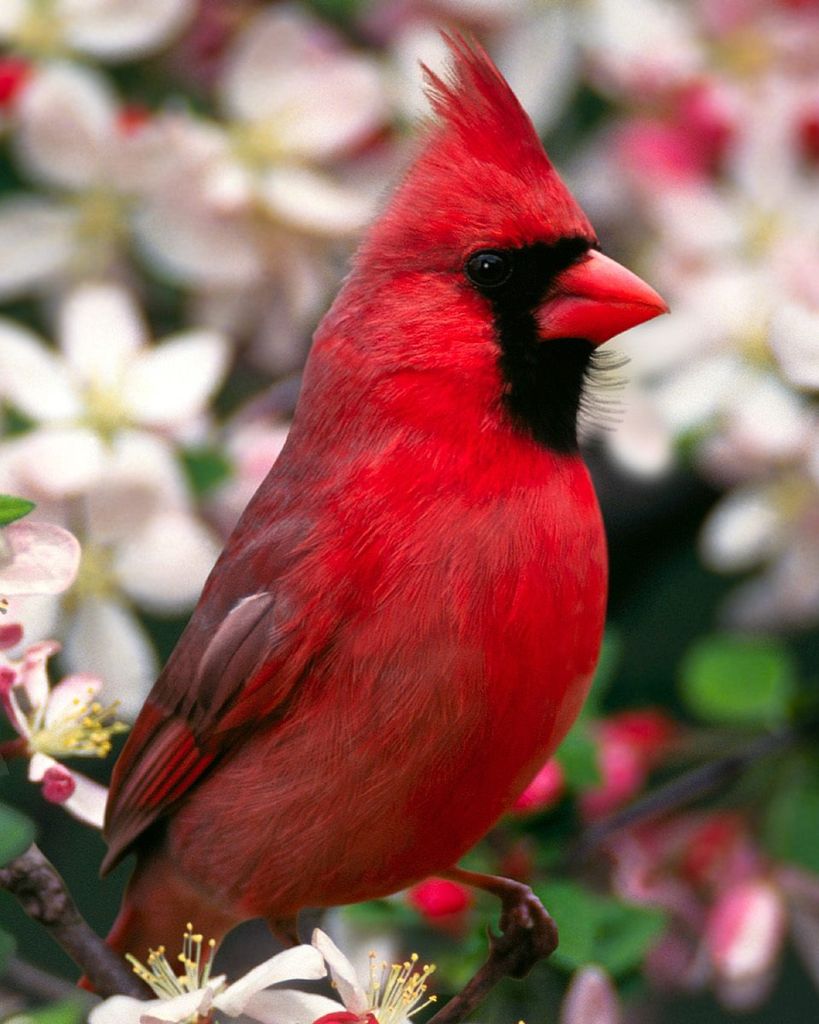 Carol E. Edwards Profile Photo