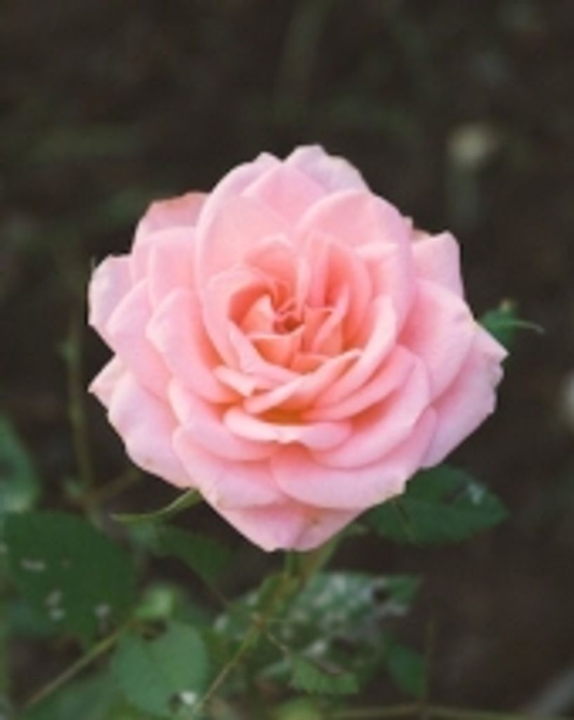 A. Jeanette (Smith) Schrecongost
