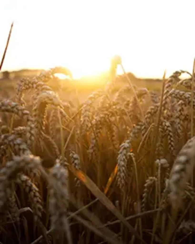 Edward Schmidt Profile Photo