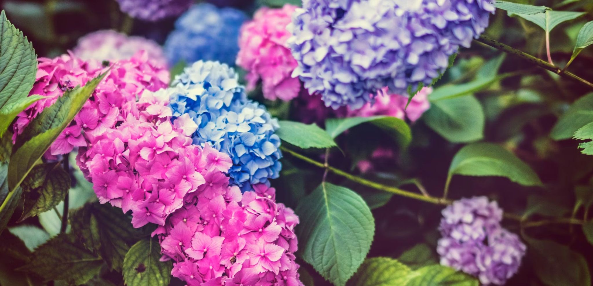 Cover for Gretchen P. Chadwick's Obituary