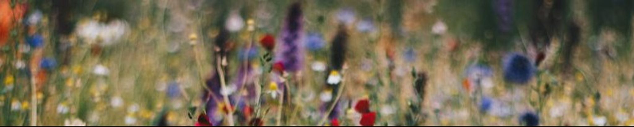 Cover photo for Patricia Laney Noggle's Obituary