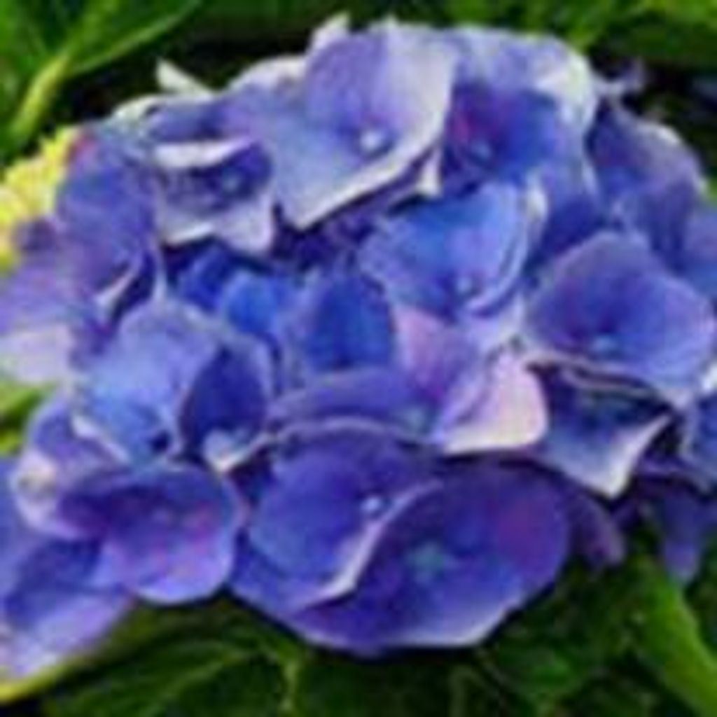 Darlene Wadsworth