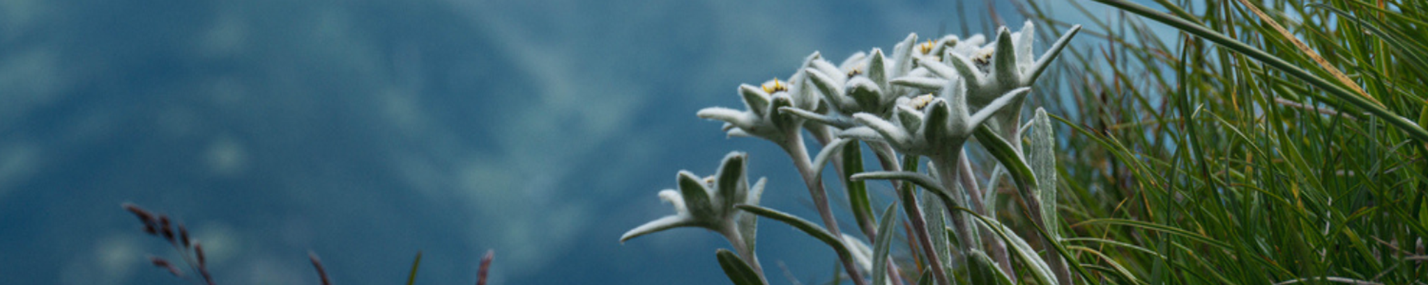 Cover for Maria Morello's Obituary