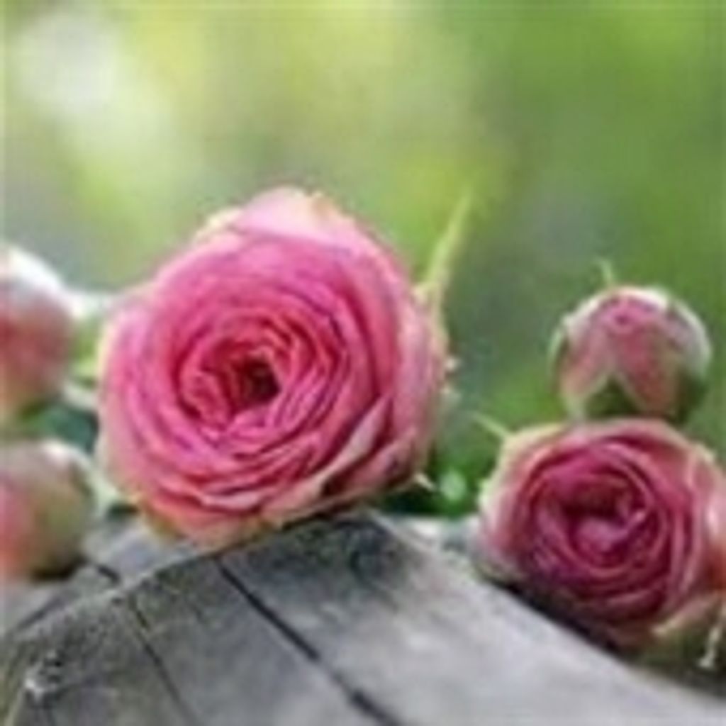 Deidrae "Michelle" Sapp