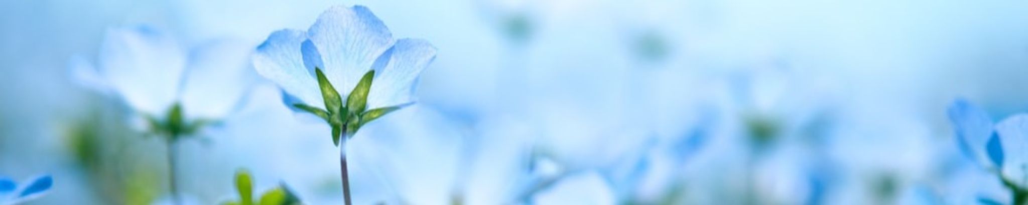 Cover photo for Mildred "Georgia" Case's Obituary