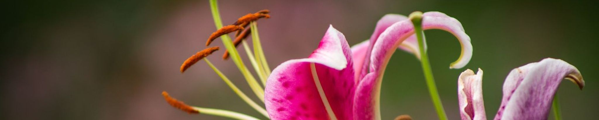Cover photo for Bernadette A. "Dee" LaRocca's Obituary
