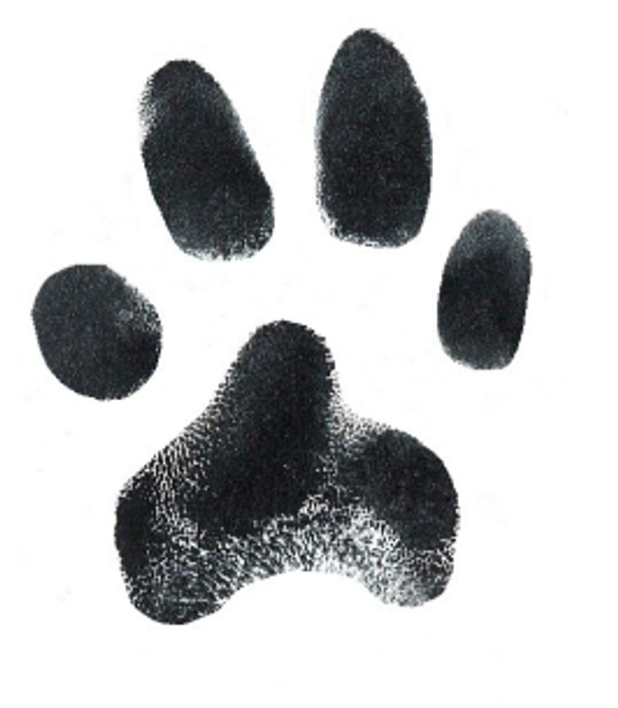 Nala Carling