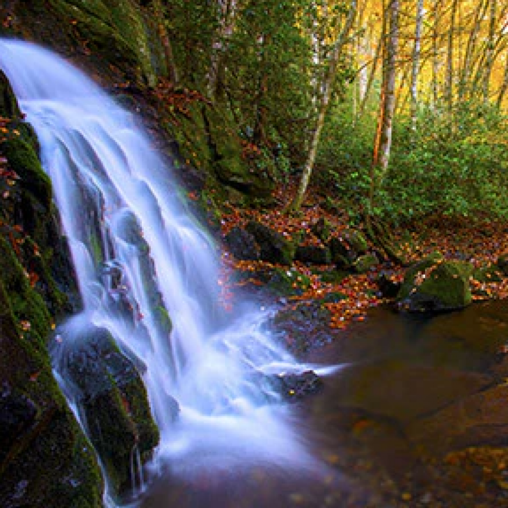 William David Schatz Profile Photo