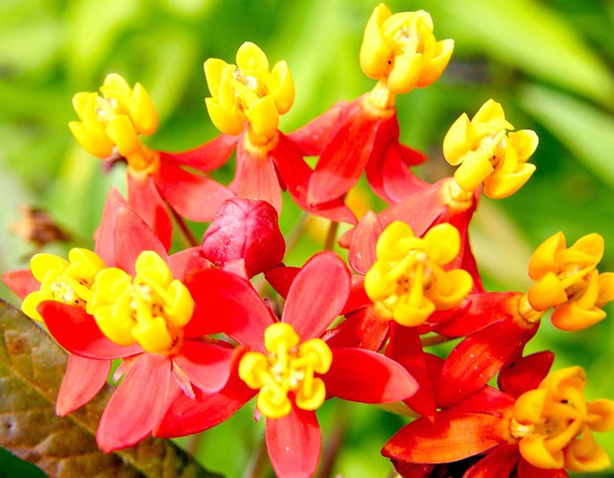 Cover photo for Carol J. Simanski's Obituary