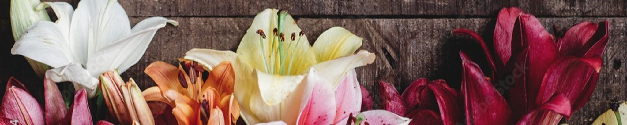 Cover photo for Tanya Marie Hanson's Obituary