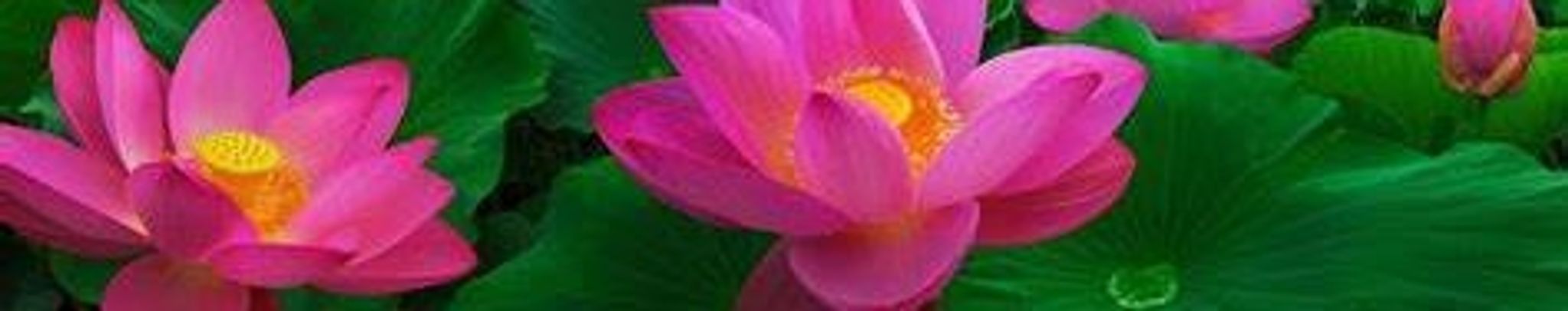 Cover photo for Nam Thi Hoang's Obituary