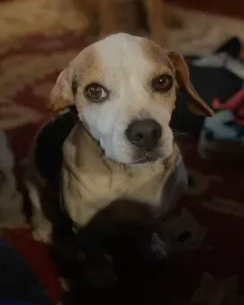 Paws T Profile Photo